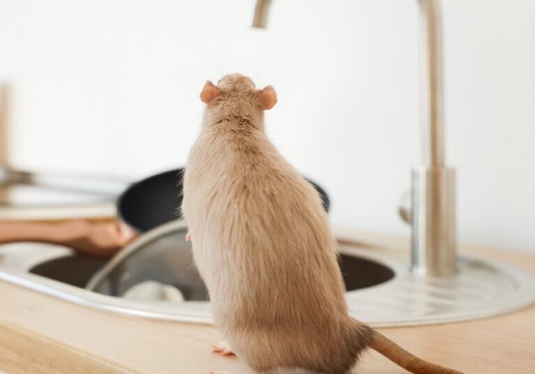 A rat with light brown fur stands on its hind legs on the kitchen sink counter. The sink holds dishes.