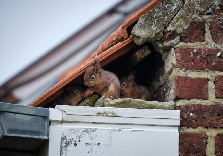 Three small squirrels sit underneath the roof of a house. They are in a gap between the roof and a brick wall.