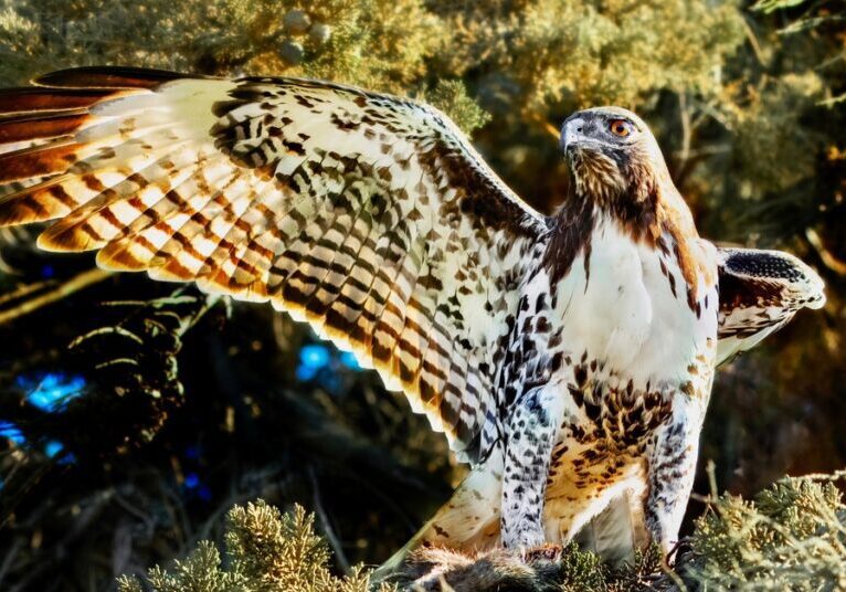 A red-tailed hawk spreads its large wing while standing on a tree branch. It has dark red feathers throughout the wing.