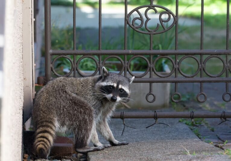 A raccoon walks on the steps on the outside of a house. It stands next to a metal gate with the numbers "936" in reverse.