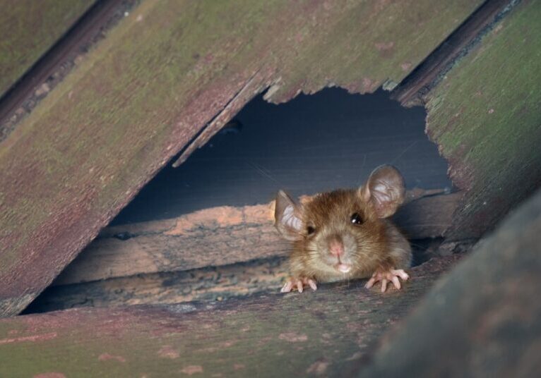 A curious rat looks through the hole in the ceiling of a home. The ceiling consists of green wooden planks.
