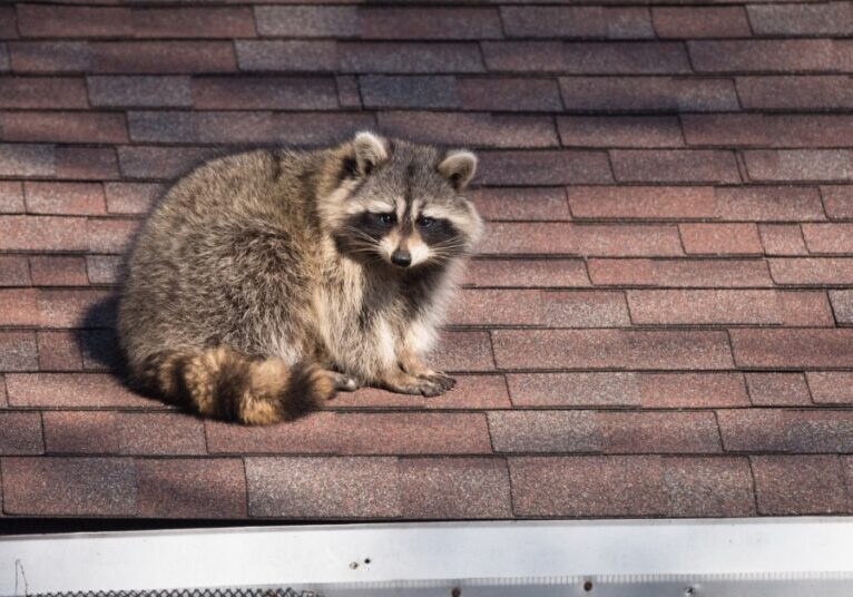 A raccoon sits on top of a roof next to the gutter on the side of the house. The roof has brown shingles.