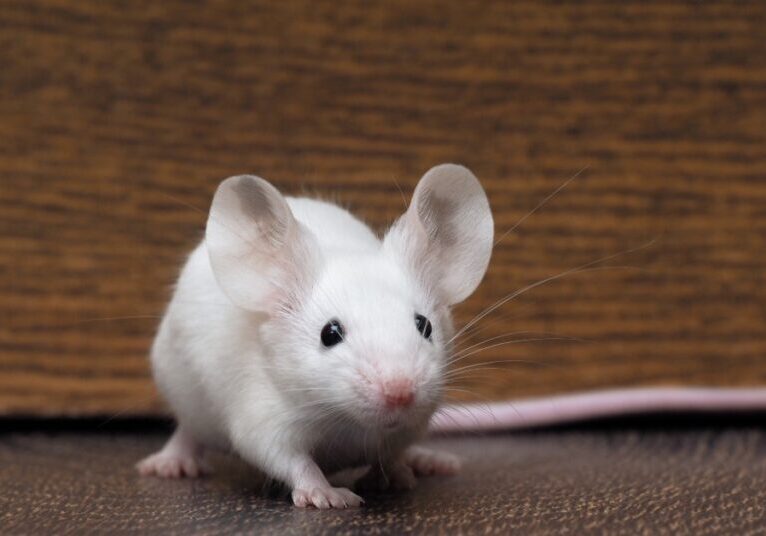 A small white mouse with a long tail and a pink nose sits on a wooden floor. It is in front of a wooden wall.