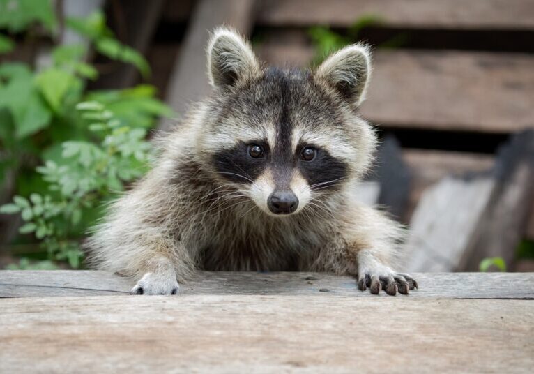 A small raccoon stares at something intently while putting its paws on a wooden deck. A shed stands behind it.