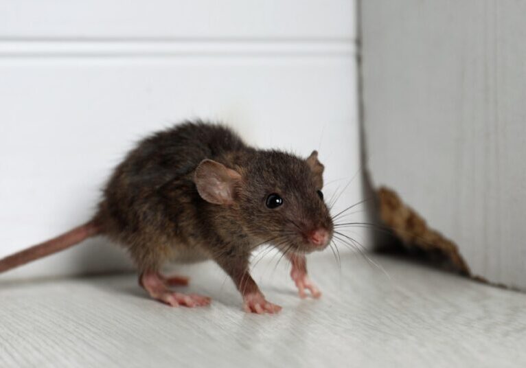 A gray rat sits near a wooden wall in the corner of a room. The adjacent wall features a small hole in the wood.