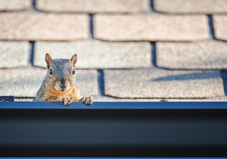 A squirrel peeks out from the edge of a gutter attached to the roof of a home. Faded shingles are in the background.