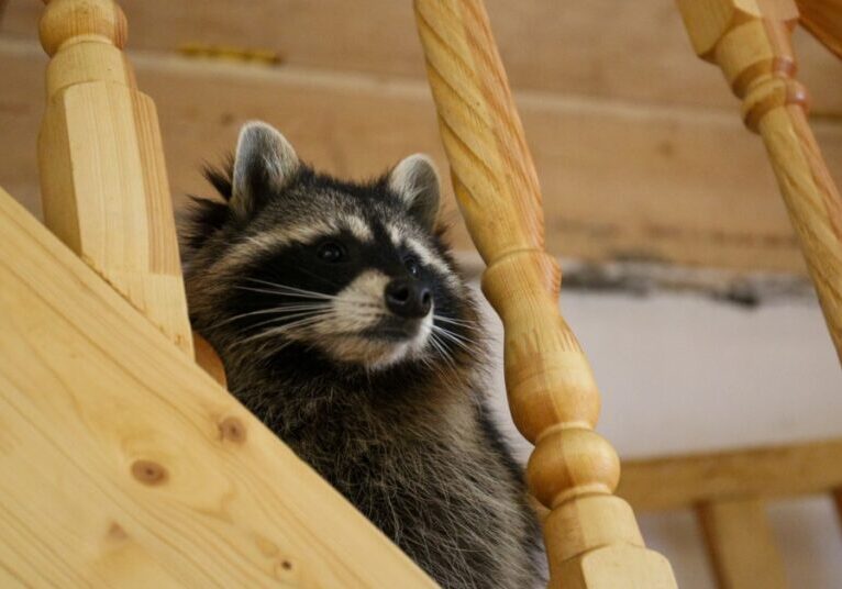 A raccoon sits on a wooden stairway in a house. It looks at something between two of the bars in a railing.