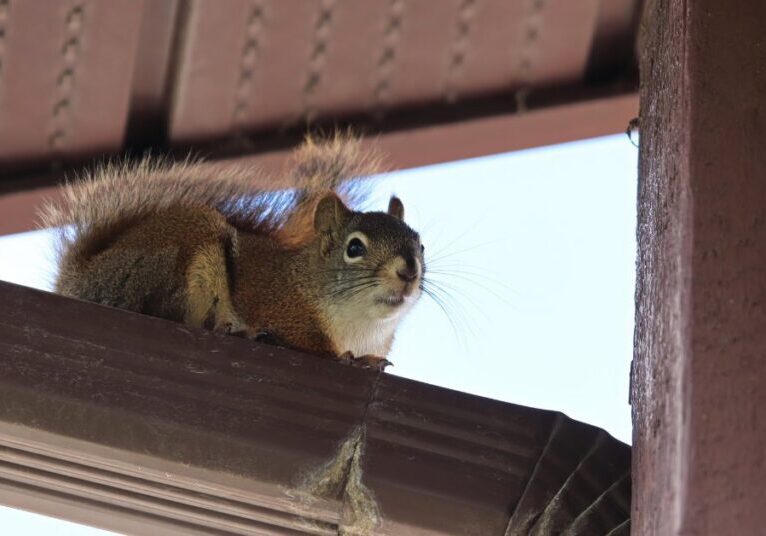 A closeup on a small squirrel that is standing on top of a angled gutter attached to a white and wooden house.