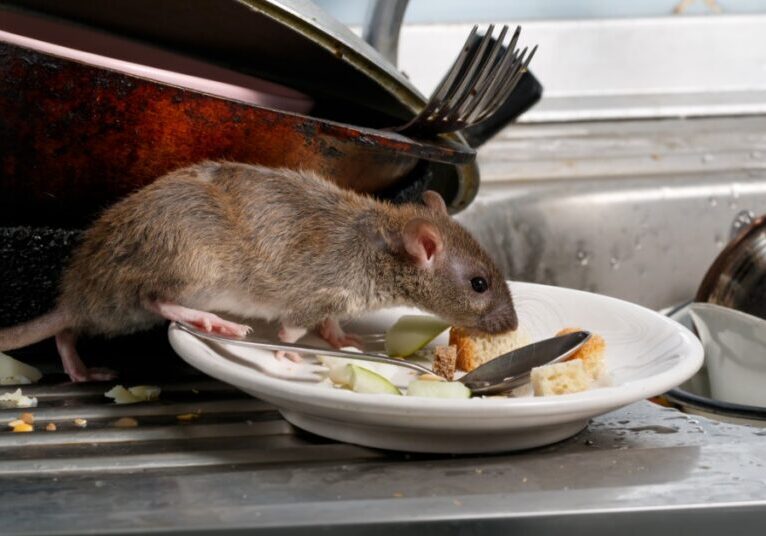 A closeup on a young rat that is walking across a dirty plate of food that is placed on a countertop.