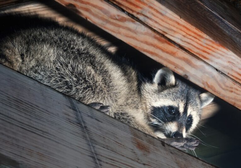 A small, American raccoon that has climbed up and wedged itself into the wooden rafters of an old house.