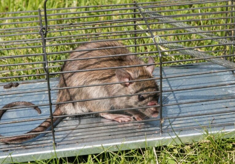A closeup on a brown furred rat inside of a humane animal trap. The trap is placed on the grass outside.