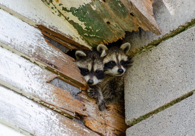 Two small raccoons peak their head out of a corner of a home that has a hold in the white wooden siding.