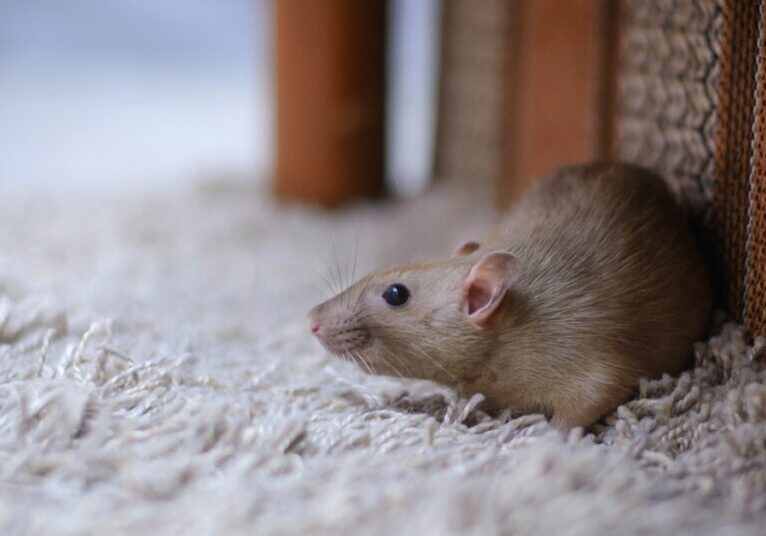 A small brown rat stands on a white carpet with their back against a piece of brown upholstered furniture.