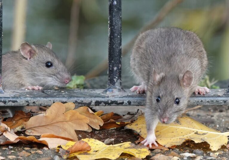 Two rats climbing through the railings of a park fence. Fallen leaves and a small puddle of water rest underneath the rats.