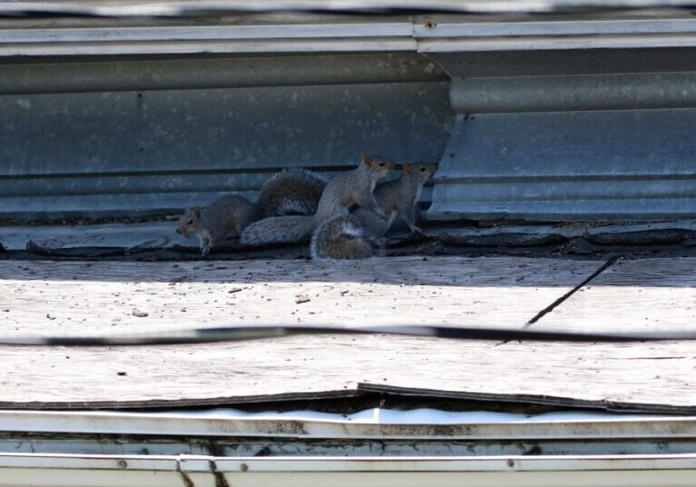 Squirrels investigating a gap in the roof of a residential home, signifying the potential of an attic rodent infestation.