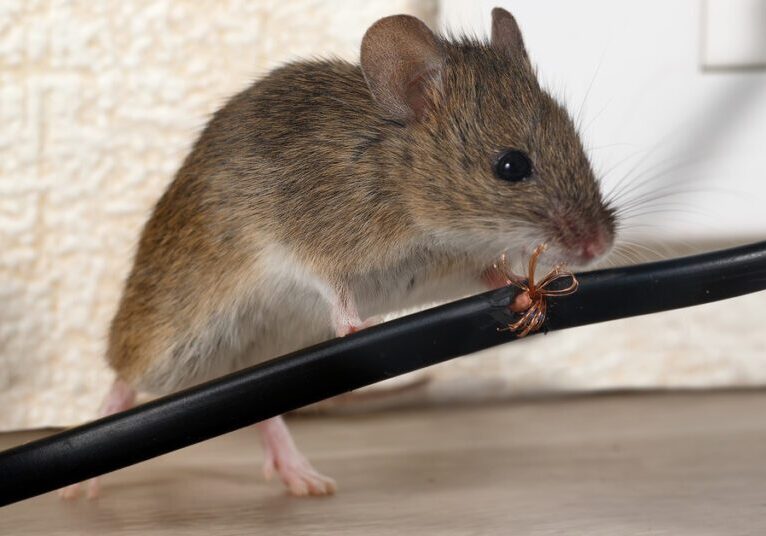 A small mouse gnaws on a wire plugged into a wall outlet, causing damage to the wire jacket and exposing the copper wiring.