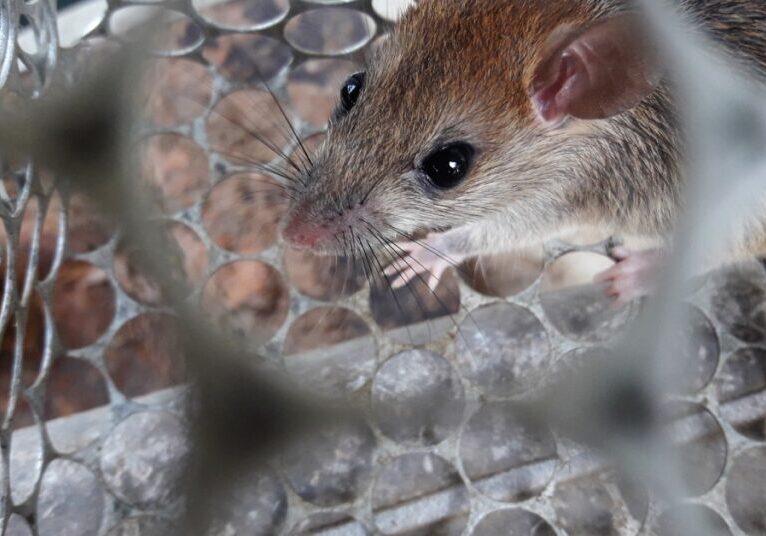 An up close view—peering through the small hole of a cage—of a trapped wild rodent, ready for removal.