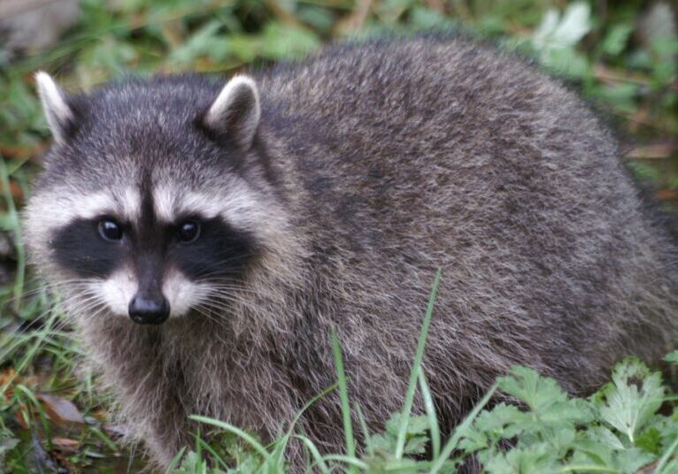 A wild raccoon standing still and alert outdoors and in the middle of a lush and grassy environment.