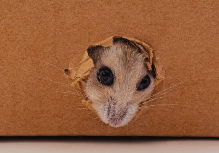 A small rodent peering its face out of a tiny hole—the resulting damage from a rodent infestation—from the wall.