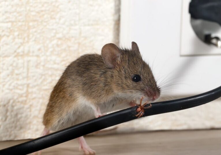 A small mouse gnaws on an electrical wire in a home, next to a pile of droppings—clear signs of a larger rodent problem.