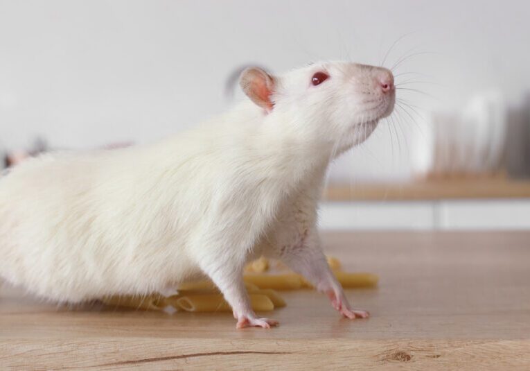 A white rat resting on the kitchen counter of a home, next to a knocked-over mason jar of raw pasta.