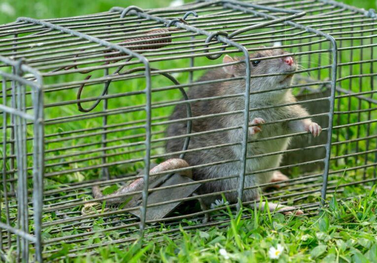 A large brown rodent trapped in a metal wire cage—an example of effective rodent control services.