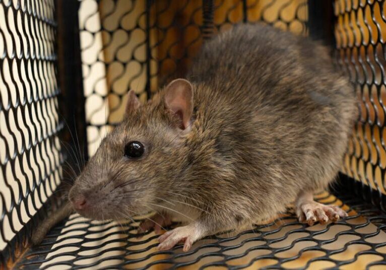 A medium-sized, brown rat trapped on all sides by a metal wire cage, awaiting removal from a home.