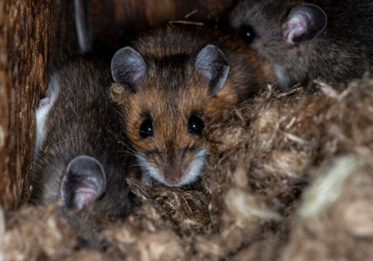 A colony of brown mice nesting in the corner of a tight crawl space, indicating a large rodent infestation.