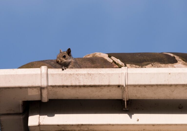 A close-up view of the corner of a residential home’s gutter—a small squirrel pokes its head out, indicating an infestation.