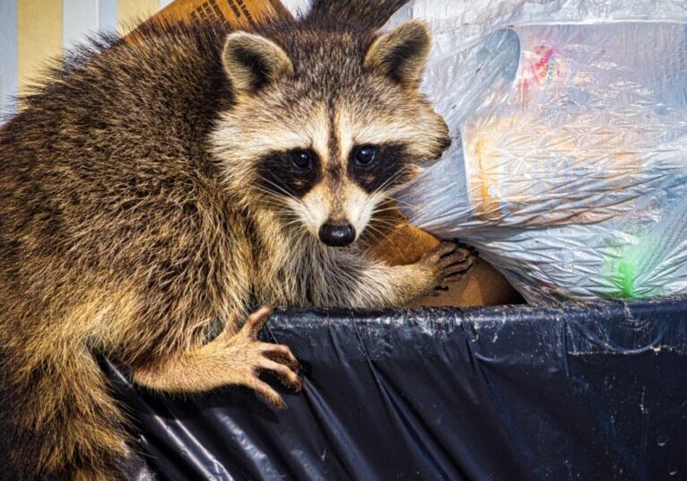 A raccoon is on top of a trash bin that features a cardboard box and a trash bag with various items inside.