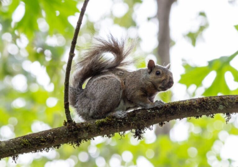 A gray squirrel crouches on a mossy tree branch. Several tree branches have bright green leaves in the background.