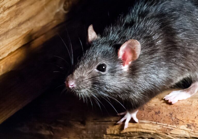 A black rat sits on and around rough wooden beams. Its eyes are wide open, and it has pink ears and small paws.